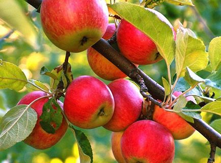 Hogyan és mikor jobb a növény egy almafa tavasszal, nyáron, ősszel videók