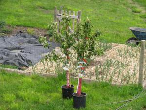 Hogyan és mikor kell ültetni gyümölcsfa csemeték tavasszal