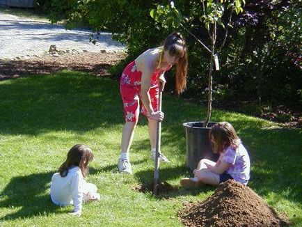 Hogyan és mikor kell ültetni gyümölcsfa csemeték tavasszal