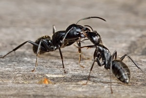 Hogyan lehet megszabadulni a fekete hangyák a házi kedvencek trükkök
