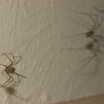 Hogyan lehet megszabadulni a pókok a házban (lakásban) - a legjobb eszköz