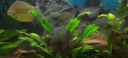Hogyan lehet megszabadulni az algák a tartályban