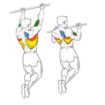Hogyan lehet letölteni bicepsz gyakorlatokat a vízszintes sáv - test Iskola - testépítés, sport, fitness