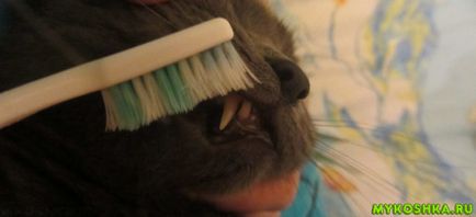 Hogyan tisztítható macska fogait otthon, mint a tiszta