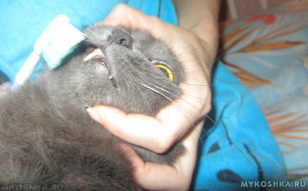 Hogyan tisztítható macska fogait otthon, mint a tiszta