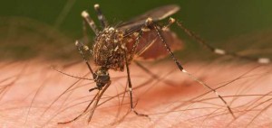Hogyan kell kezelni a szúnyogcsípés gyors és hatékony védelmet nyújt a kártevők