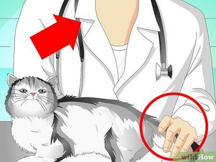 Hogyan kell kezelni a sérült farok macska