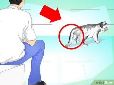 Hogyan kell kezelni a sérült farok macska