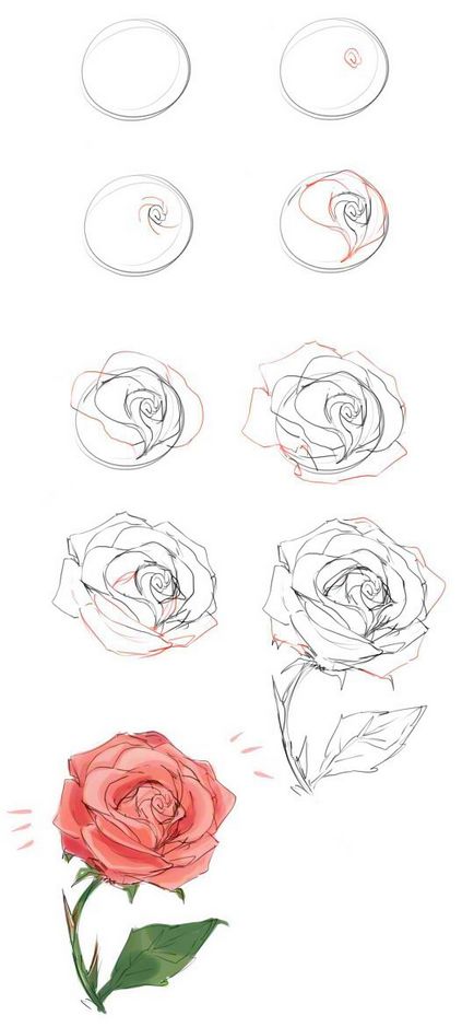 Hogyan kell felhívni a rózsa fokozatosan ceruza