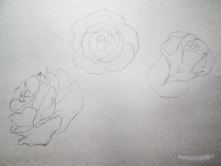 Hogyan kell felhívni a rózsa fokozatosan ceruza