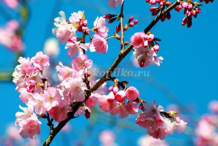 Hogyan kell felhívni Sakura festékek szakaszában kezdőknek