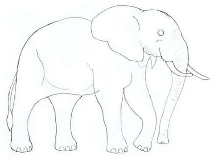 Hogyan kell felhívni egy elefánt, elefánt rajz állapotok ceruza