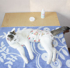 Hogyan kell kezelni a varrat macska sterilizálás után