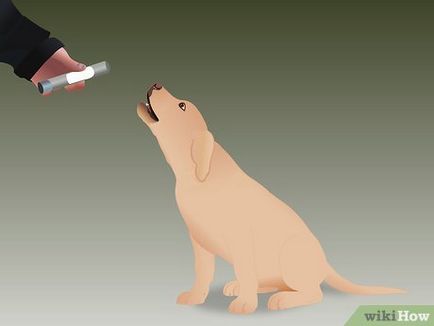 Hogyan vonat a kutya vadászat