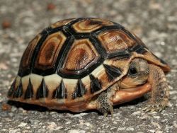 Hogyan állapítható meg, a szex a föld teknős
