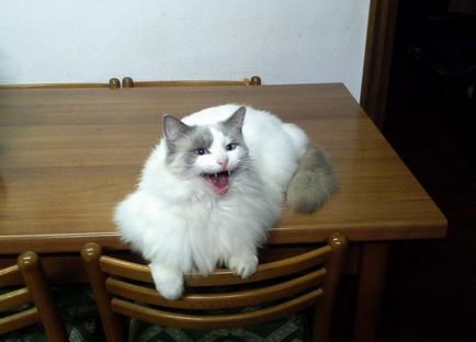 Hogyan elválaszt macska mászni az asztalokon tudsz elválaszt macska mászni asztalok