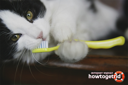 Hogyan tisztítható macska fogait otthon