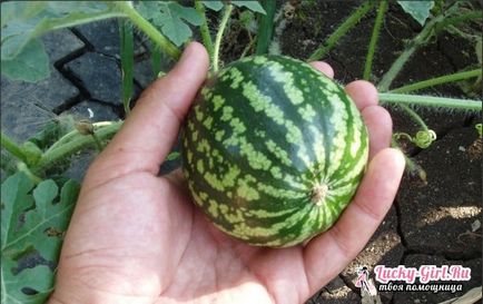 Hogyan görögdinnye funkciók és öntözés szabályok