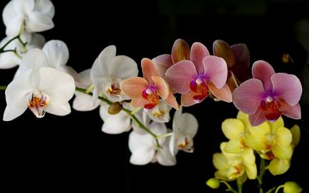 Hogyan víz orchidea otthon