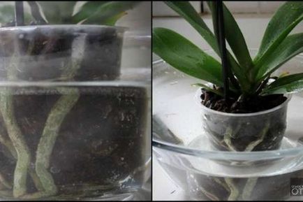 Hogyan víz orchidea otthon