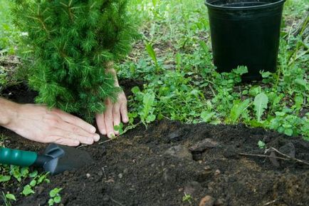 Hogyan növény lucfenyő a helyszínen, hogy hogyan ültess fát