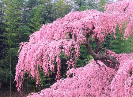 Hogyan növény, és nő Sakura