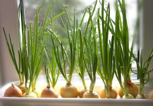 Hogyan ültetni hagyma zöldek