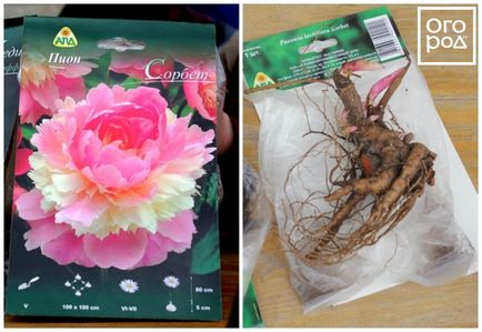 Hogyan növény bazsarózsák a tavaszi - lépésről lépésre mester osztály fényképpel egy virágágyás ()