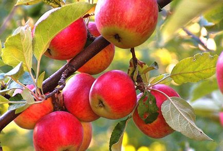 Milyen a növény egy almafa, és mikor kell várni az első aratás
