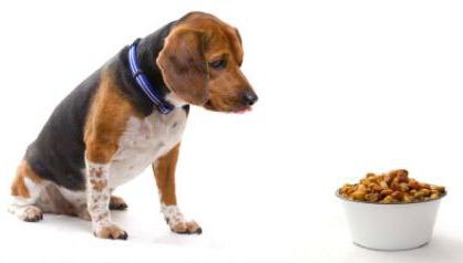 Hogyan veszítsünk el egy kutyát, és milyen étrend választani erre a célra, a cikk