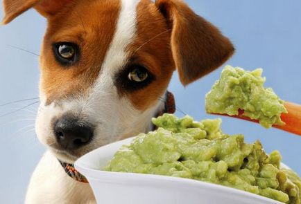 Hogyan veszítsünk el egy kutyát, és milyen étrend választani erre a célra, a cikk