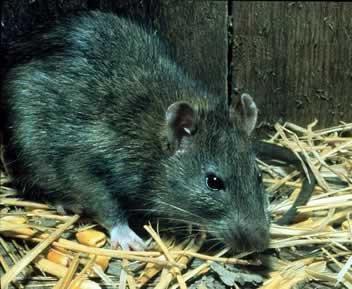 Hogyan lehet elkapni egy patkány - hogyan rágcsálók irtásához