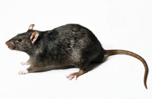 Hogyan lehet elkapni egy patkány csapda a házban saját kezével a patkányok
