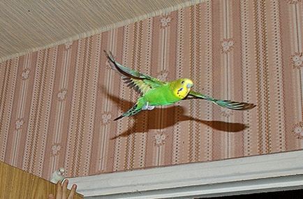 Hogyan lehet elkapni egy papagáj, a madarak