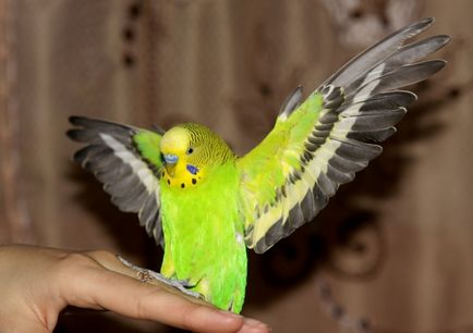 Hogyan lehet elkapni egy papagáj, a madarak