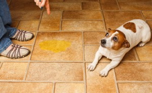 Hogyan kell helyesen és mit kell etetni a kutyát, kortól, „hogy mancs”