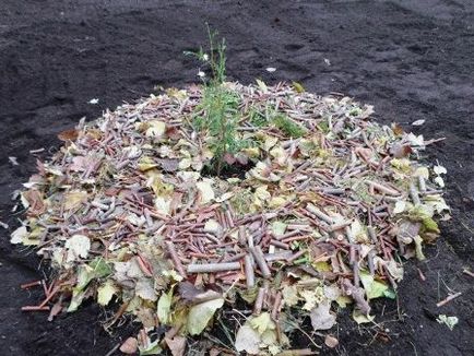 Hogyan ültessünk egy ötödik a ország nyugati, fotó, nyári napon rezidens