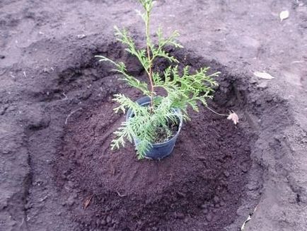 Hogyan ültessünk egy ötödik a ország nyugati, fotó, nyári napon rezidens