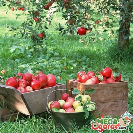 Milyen a növény egy almafa talaj-előkészítés, palánták és telepítési szabályok