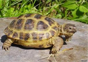Hogyan lehet fenntartani és gondozása a föld teknős otthon