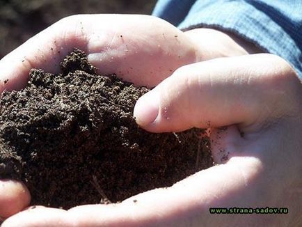 Hogyan megtermékenyítő a talaj