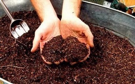 Hogyan kell alkalmazni a trágyából műtrágya használata lótrágya (műtrágya) Hogyan kell használni a trágya trágyaként, hogyan kell használni lótrágya