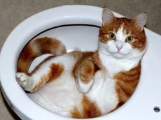 Hogyan hozzászoktatni a macskát a WC-csészébe a fürdőszobában