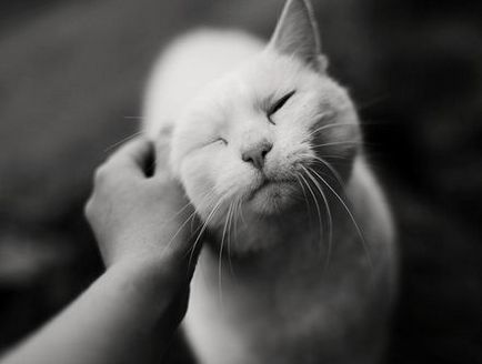 Hogyan kell tanítani a cica a kezében - az emberek az állatokról