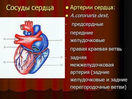 Hogyan lehet ellenőrizni a feltétele a artériák a szív, az erek az alsó végtagokban