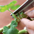 Hogyan ülni muskátli (Pelargonium) dugvány és megosztása a bokor, videó és fotók