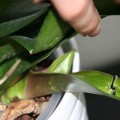 Hogyan ülni muskátli (Pelargonium) dugvány és megosztása a bokor, videó és fotók