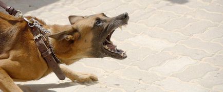Hogyan lehet elválasztani harci kutyák, mi köze a harcot