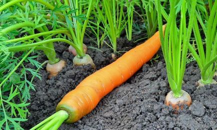 Hogyan ültessünk egy sárgarépa - ültetés, termesztés, gondozás a sárgarépa