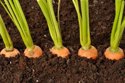 Hogyan ültessünk egy sárgarépa - ültetés, termesztés, gondozás a sárgarépa